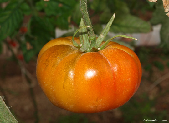 El tomate, una gran fuente de licopeno
