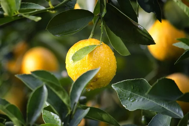 Limones frescos de calidad