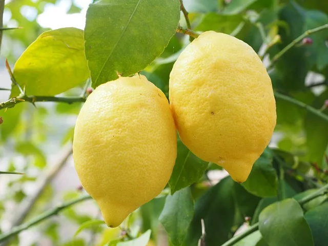 Limones online