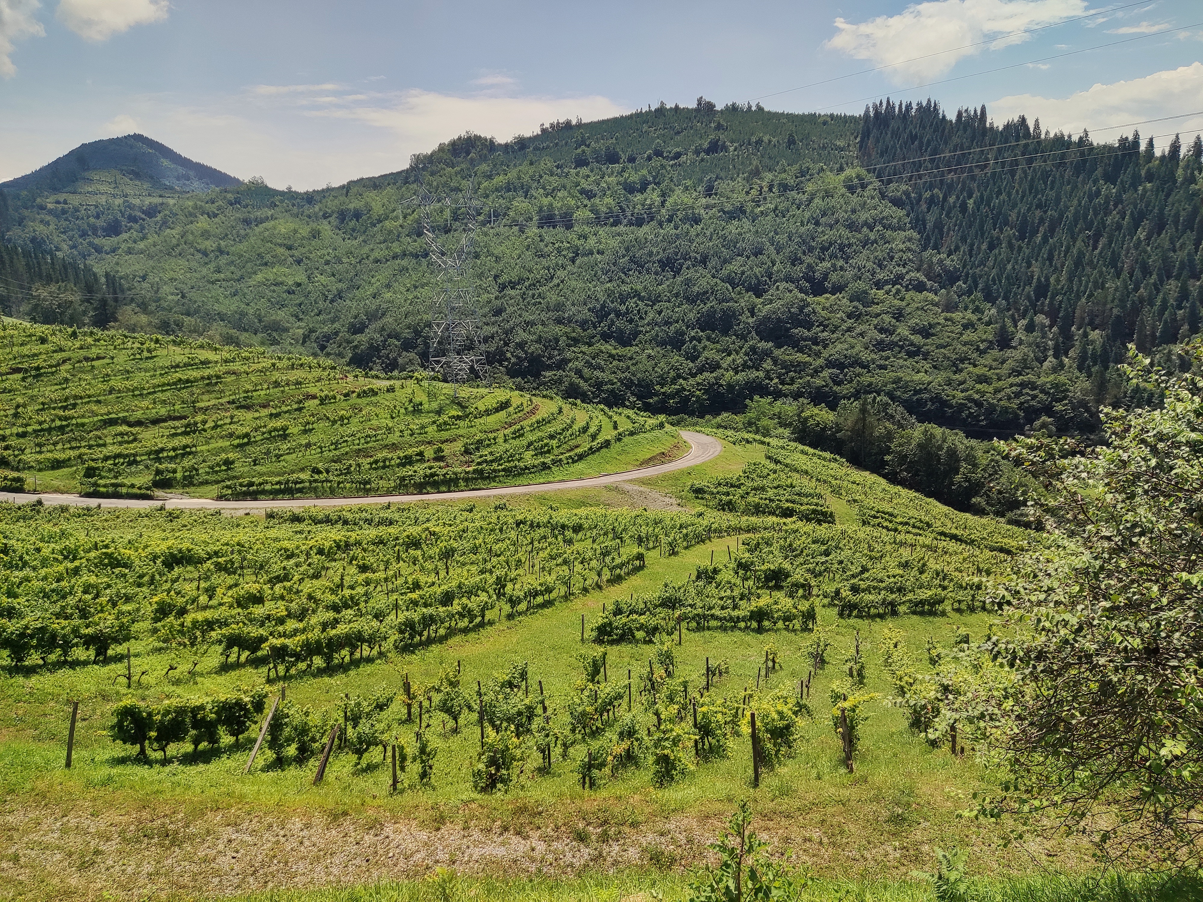 Viñas de Bodegas Lapazaran